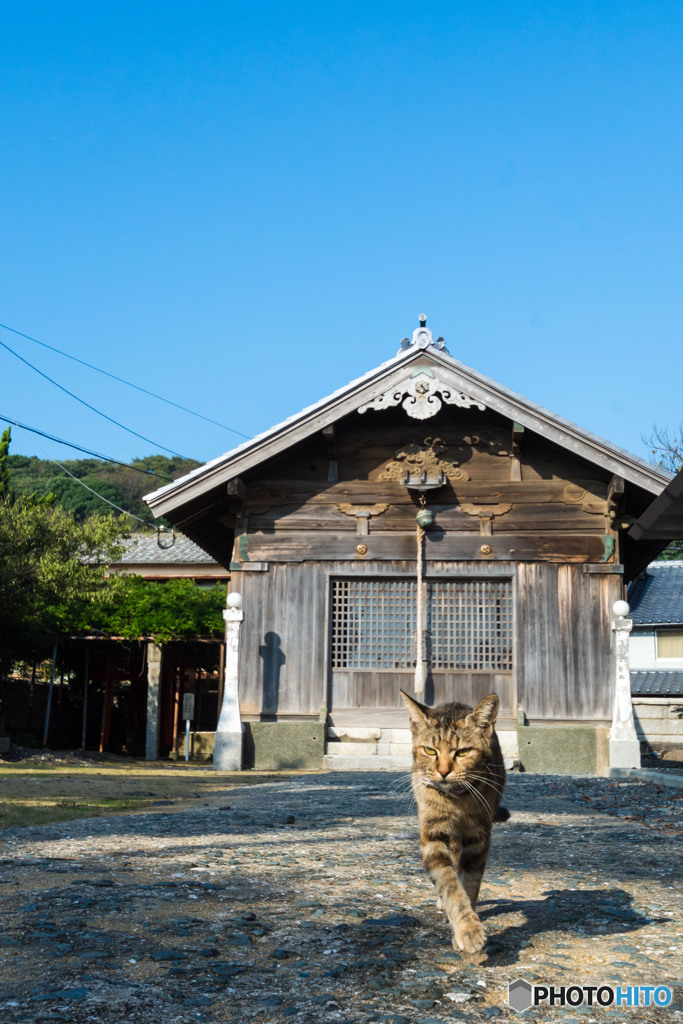 朝。神社で出会ったネコさん