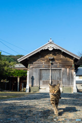 朝。神社で出会ったネコさん