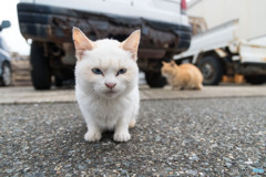 青い目のおチビさん（1）
