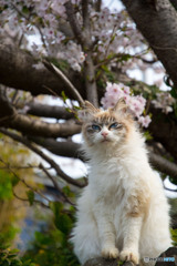 さくらとネコさん