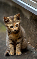 しっかり者のおちびさん