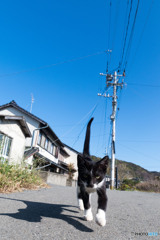 ニャッハ～～。おはようだニャ。
