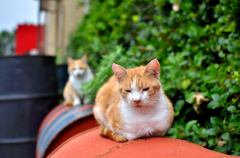 うとうと・・・