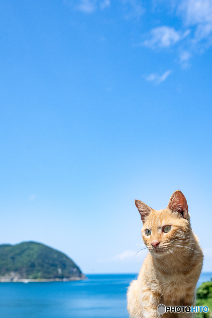 ツクツクボウシが・・・