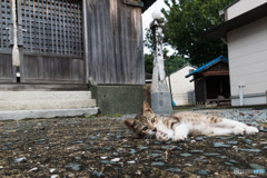 神社で出会ったネコさん（1）