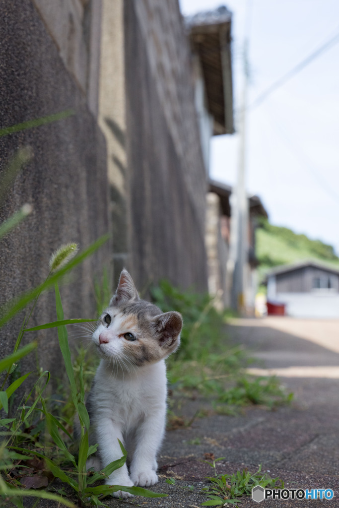 ニャんだ、これ？