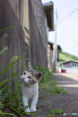 ニャんだ、これ？