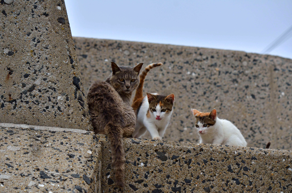 兄貴と子分たち