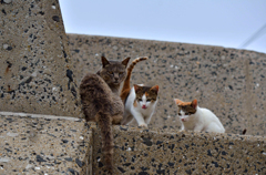 兄貴と子分たち