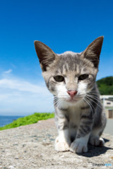 お暑うございますニャ