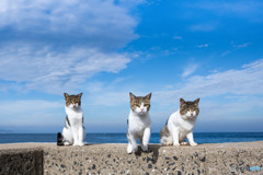 よい子たち。青空と。