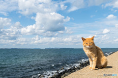チャイロくんの秋