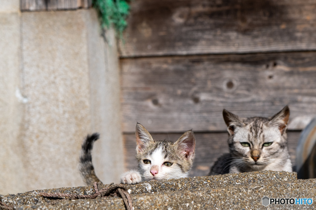 そろそろ出番だにゃ