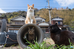 タイムトンネルってどこかニャ