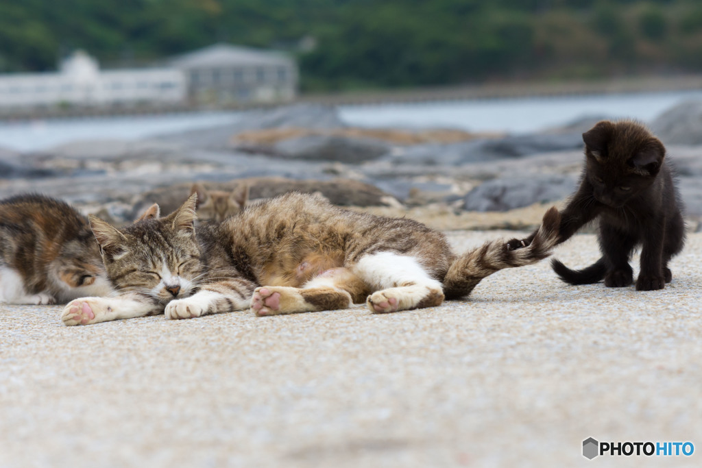 いい尻尾ですなぁ