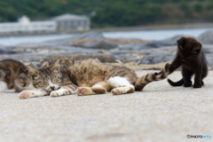 いい尻尾ですなぁ