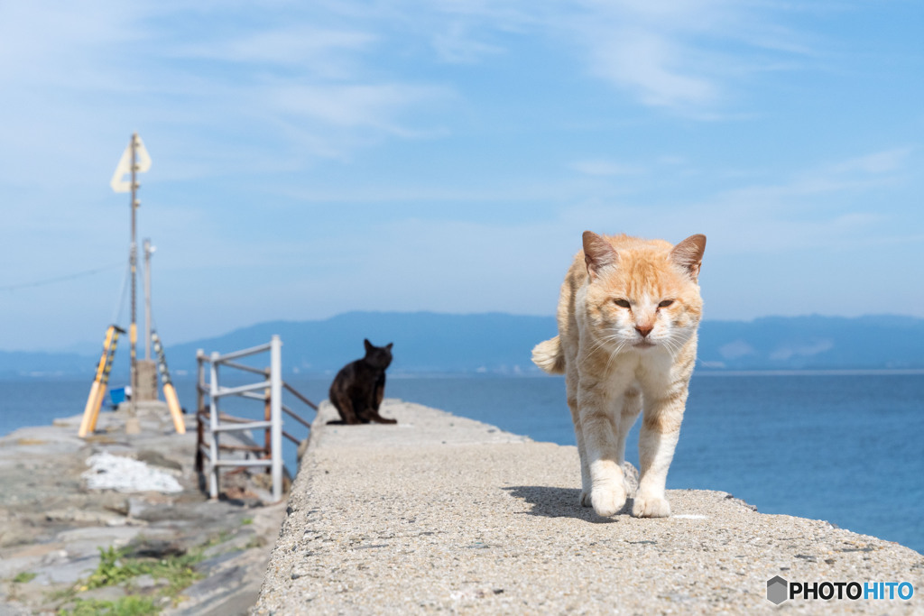 よく晴れましたニャ