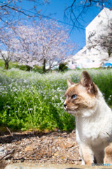 春ですニャ～～