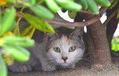 何ですか～～～？
