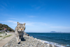 カメラのおじさんの帽子が飛んでった