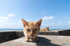 ニャゥ