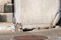 かくれんぼという遊びは一人ではできないのね