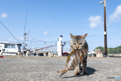 お魚ゲット（2）