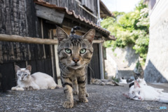 ずいっとね