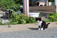 おはよう、チビはっちゃん（1）