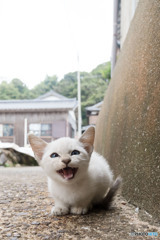 笑うおチビさん