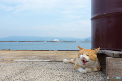 ≧(´▽｀)≦ｱﾊﾊﾊ