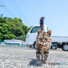 えっほえっほ