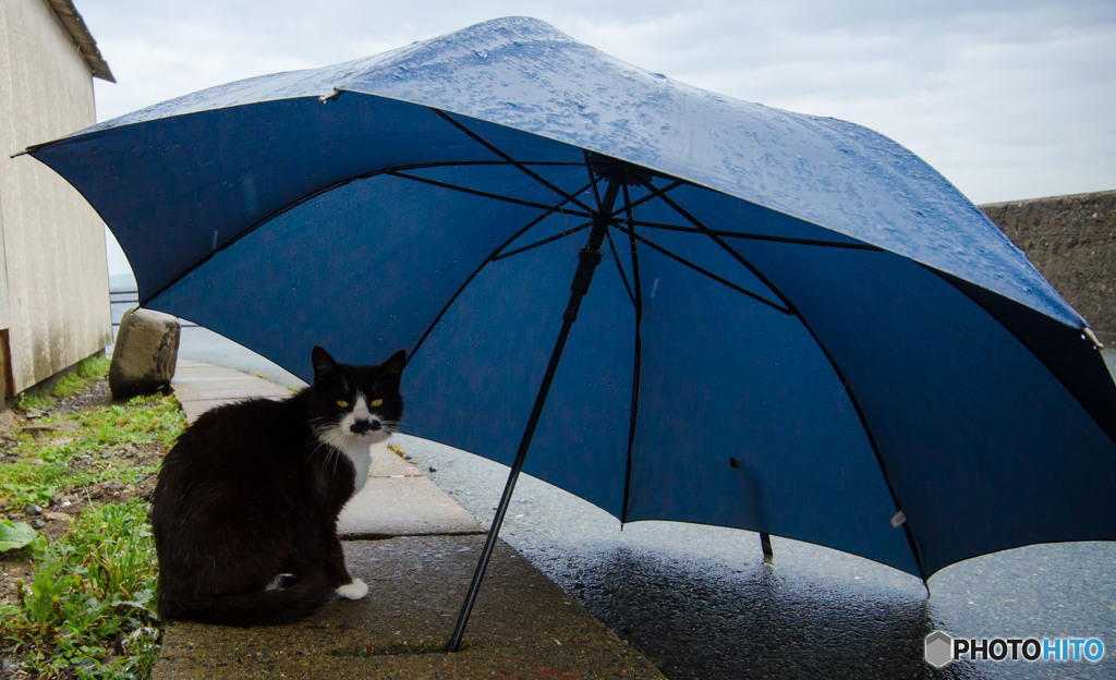 雨に濡れても