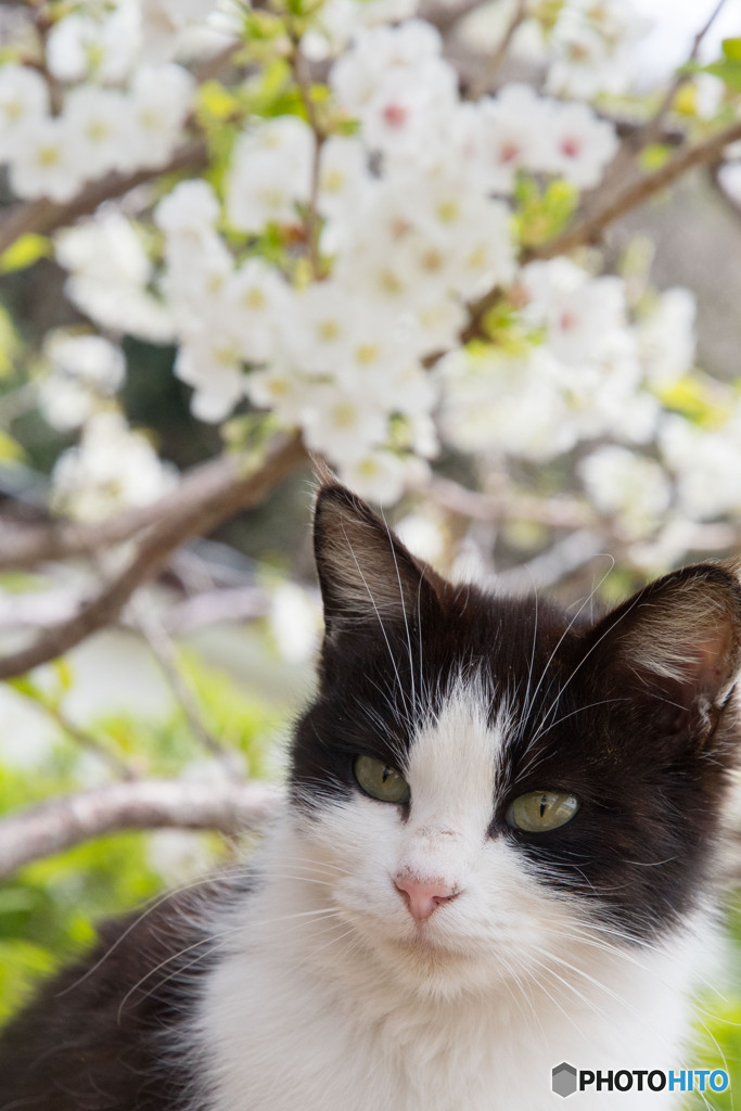 はっちゃんと桜