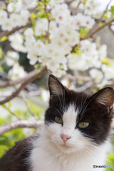 はっちゃんと桜