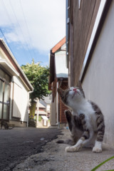 カキカキ