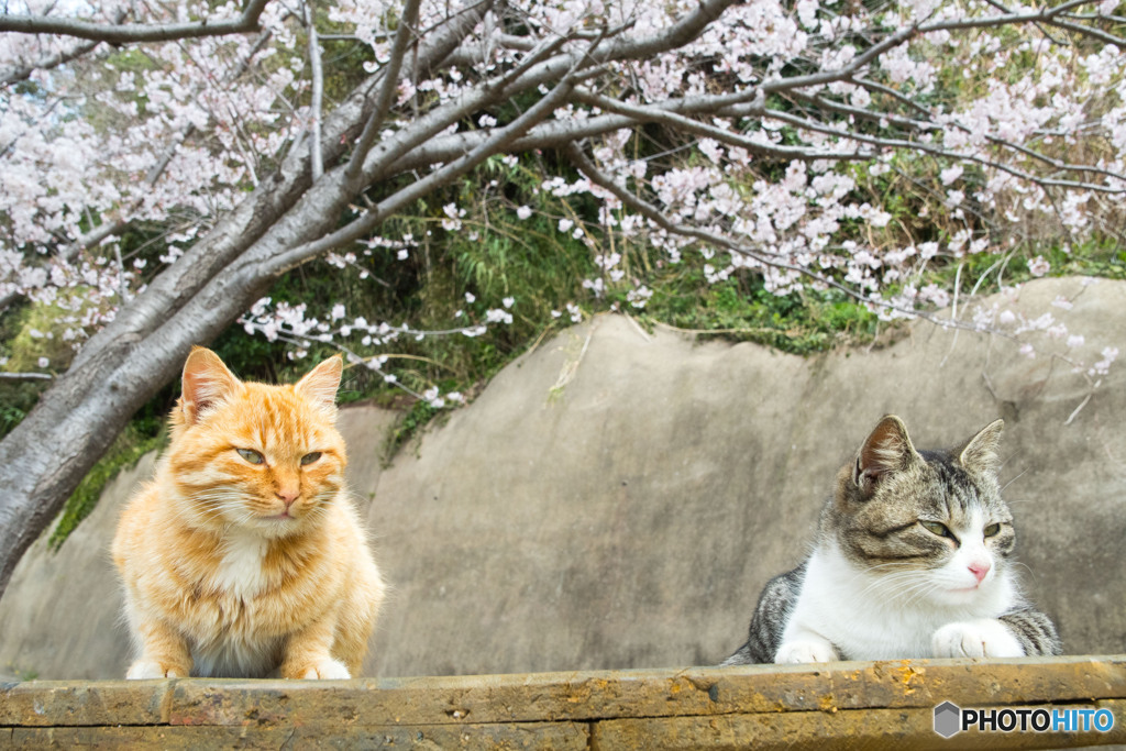 お花見の席。確保！！