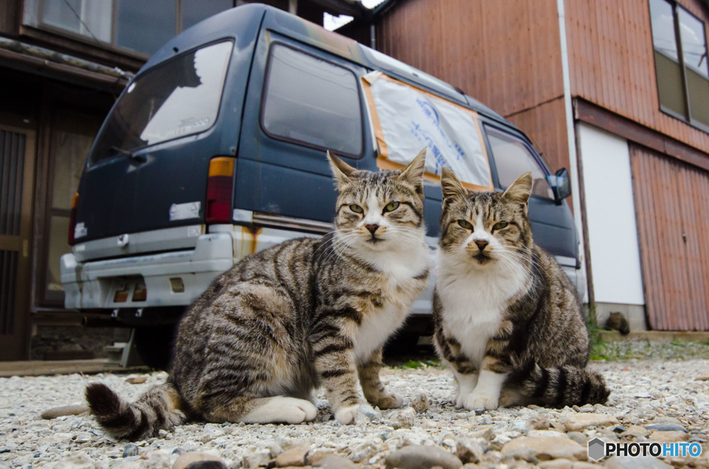 親子のネコさん