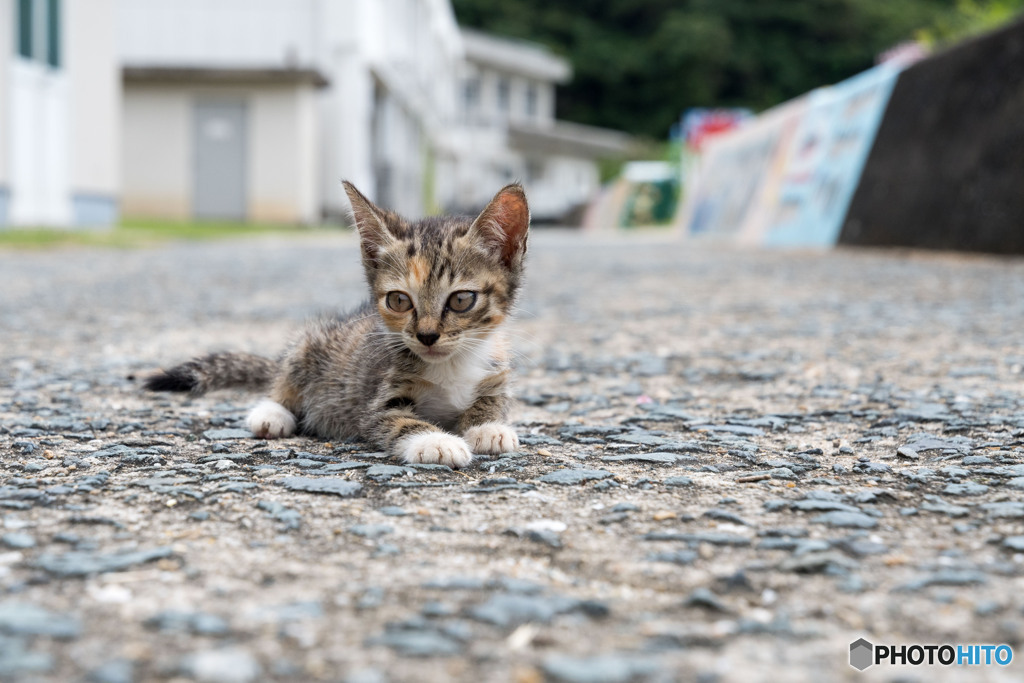 かわいいヤツ