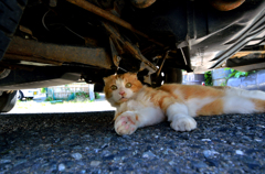 車の下で休むハナちゃん