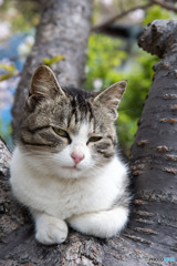 ニャンだね？