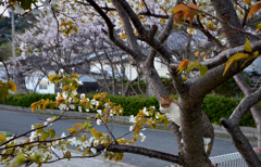 お花見ネコさん