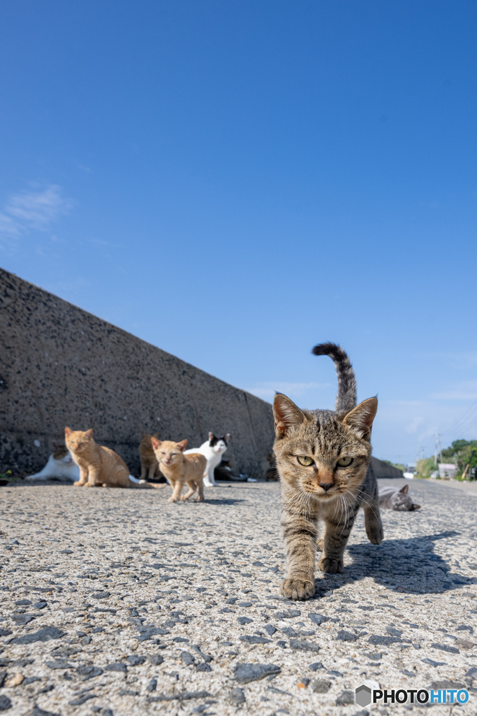 僕の島にようこそ