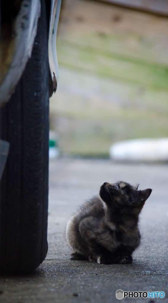 サビちゃん、どうしたのかな