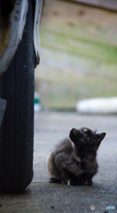 サビちゃん、どうしたのかな