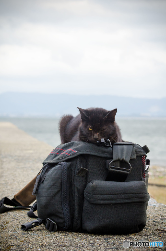 ゆきじろうのバッグの上は居心地がいい