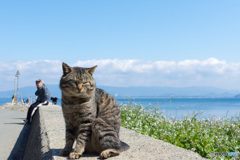 春ですにゃ