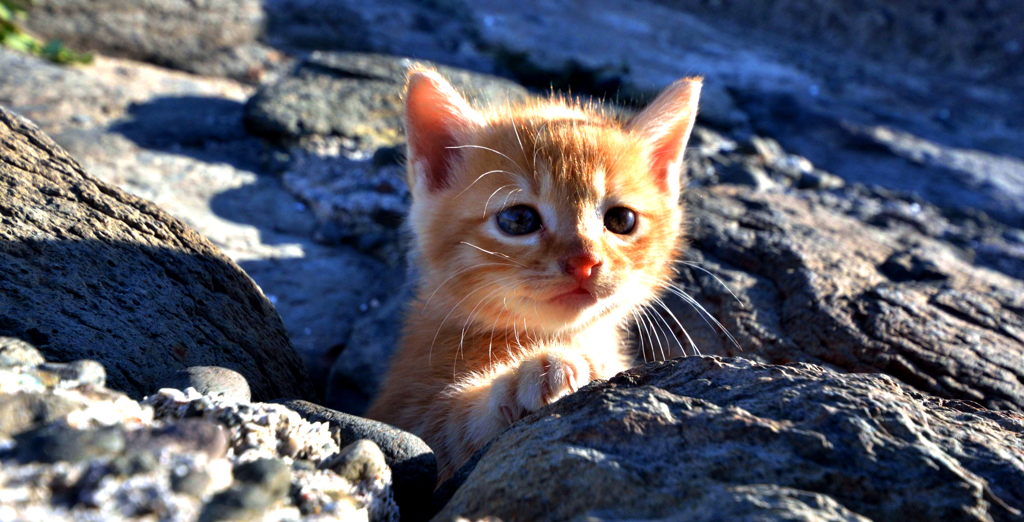 小さい子猫さん