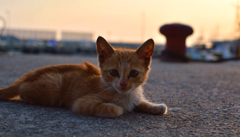 トワイライトですよ