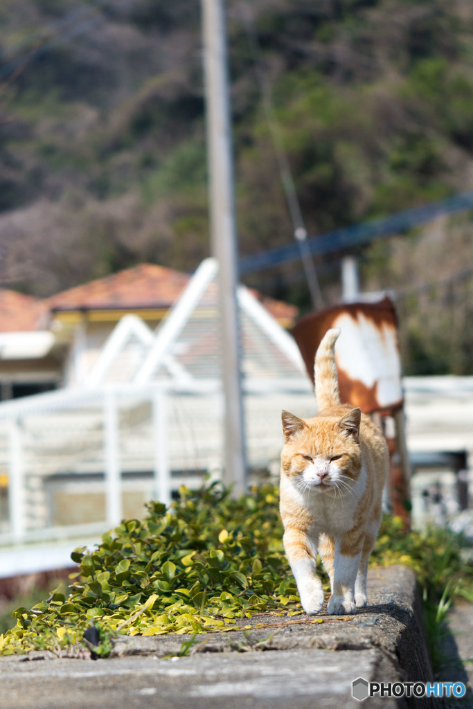 ちょっと待つニャ～～